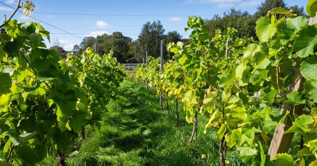 Rows of grapevines in a sunlit vineyard at harvest — an asset that pays a yield every year you hold it